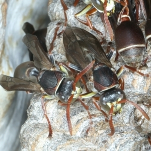 Ropalidia plebeiana at Acton, ACT - 12 Apr 2022