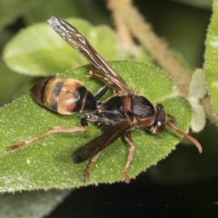 Polistes (Polistella) humilis (Common Paper Wasp) at ANBG - 12 Apr 2022 by AlisonMilton
