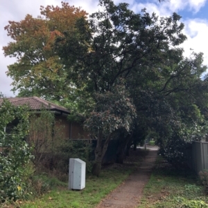 Callocephalon fimbriatum at Curtin, ACT - suppressed