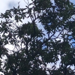 Callocephalon fimbriatum at Curtin, ACT - suppressed