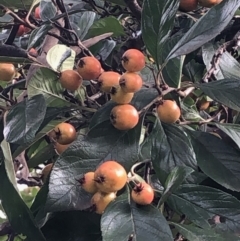 Callocephalon fimbriatum at Curtin, ACT - suppressed