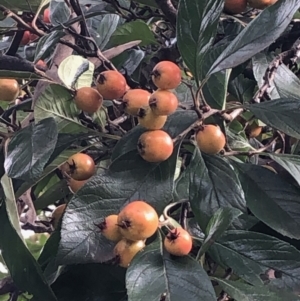 Callocephalon fimbriatum at Curtin, ACT - suppressed