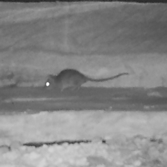 Unidentified Rat (TBC) at Moruya, NSW - 9 Apr 2022 by LisaH