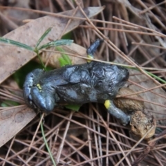 Pseudophryne bibronii (Brown Toadlet) at Broulee Moruya Nature Observation Area - 13 Apr 2022 by LisaH