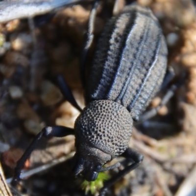 Talaurinus kirbii (Ground weevil) at Broulee Moruya Nature Observation Area - 13 Apr 2022 by LisaH