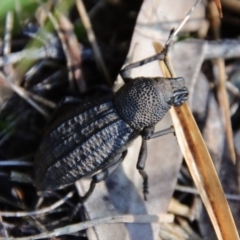 Talaurinus kirbii at Moruya, NSW - suppressed