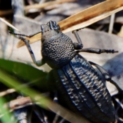 Talaurinus kirbii at Moruya, NSW - suppressed