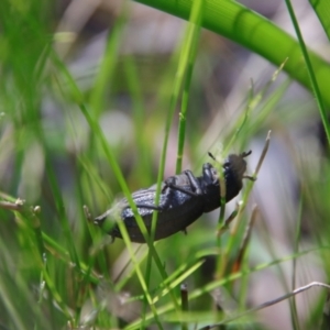 Talaurinus kirbii at Moruya, NSW - suppressed