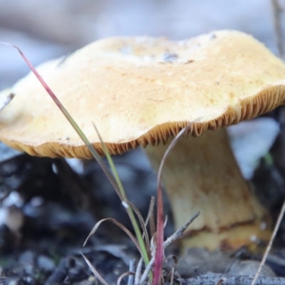 Unidentified Fungus at Broulee Moruya Nature Observation Area - 13 Apr 2022 by LisaH