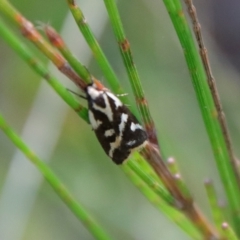 Epithymema incomposita (Chezela group) at Moruya, NSW - 13 Apr 2022 by LisaH