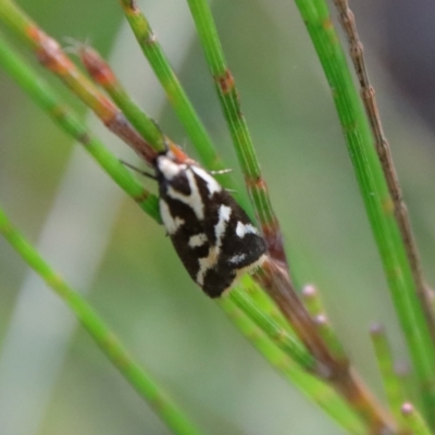 Epithymema incomposita (Chezela group) at Moruya, NSW - 13 Apr 2022 by LisaH