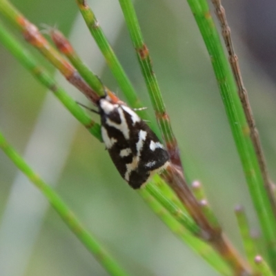 Unidentified Concealer moth (Oecophoridae) at Moruya, NSW - 13 Apr 2022 by LisaH