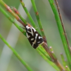 Unidentified Concealer moth (Oecophoridae) (TBC) at Moruya, NSW - 13 Apr 2022 by LisaH