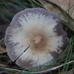 Unidentified Fungus at Broulee Moruya Nature Observation Area - 13 Apr 2022 by LisaH