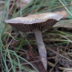 zz agaric (stem; gills white/cream) at Moruya, NSW - suppressed