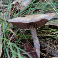 zz agaric (stem; gills white/cream) at Moruya, NSW - suppressed