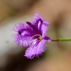 Thysanotus juncifolius (Branching Fringe Lily) at Moruya, NSW - 13 Apr 2022 by LisaH