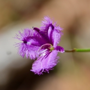 Thysanotus juncifolius at Moruya, NSW - suppressed