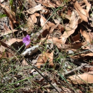 Thysanotus juncifolius at Moruya, NSW - suppressed