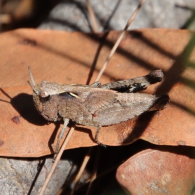 Cryptobothrus chrysophorus (Golden Bandwing) at Broulee Moruya Nature Observation Area - 13 Apr 2022 by LisaH