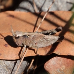 Unidentified Grasshopper, Cricket or Katydid (Orthoptera) (TBC) at Moruya, NSW - 13 Apr 2022 by LisaH