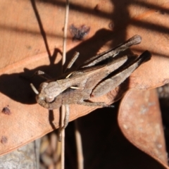 Cryptobothrus chrysophorus at Moruya, NSW - suppressed