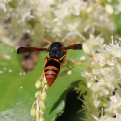 Eumeninae (subfamily) (Unidentified Potter wasp) at Broulee Moruya Nature Observation Area - 13 Apr 2022 by LisaH