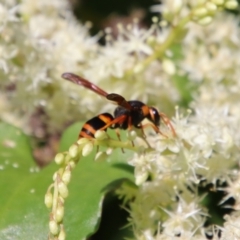 Eumeninae (subfamily) at Moruya, NSW - 13 Apr 2022