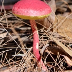 Unidentified Bolete - Fleshy texture, stem central (more-or-less) at Moruya, NSW - 13 Apr 2022 by LisaH