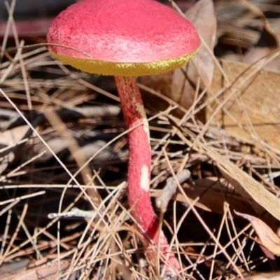 Boletellus obscurecoccineus at Moruya, NSW - 13 Apr 2022 by LisaH