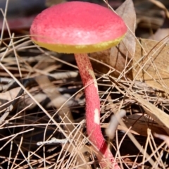 Boletellus obscurecoccineus at Moruya, NSW - 13 Apr 2022