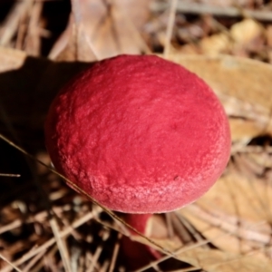 Boletellus obscurecoccineus at Moruya, NSW - suppressed