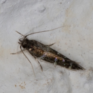 Stagmatophora argyrostrepta at Melba, ACT - 4 Mar 2022