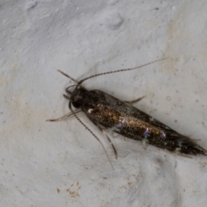 Stagmatophora argyrostrepta at Melba, ACT - 4 Mar 2022