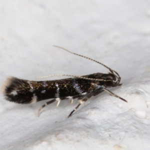 Stagmatophora argyrostrepta at Melba, ACT - 4 Mar 2022