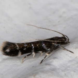 Stagmatophora argyrostrepta at Melba, ACT - 4 Mar 2022