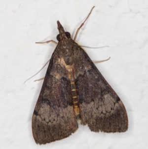 Uresiphita ornithopteralis at Melba, ACT - 4 Mar 2022 10:38 PM