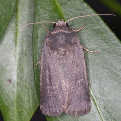 Proteuxoa provisional species 1 at Melba, ACT - 4 Mar 2022 by kasiaaus