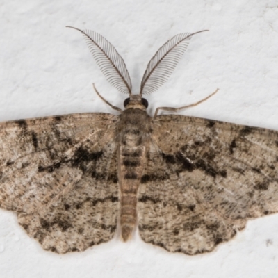 Unplaced externaria (Mahogany Bark Moth (formerly Hypomecis externaria)) at Melba, ACT - 4 Mar 2022 by kasiaaus