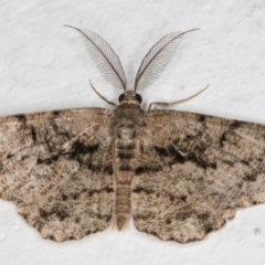 Unplaced externaria (Mahogany Bark Moth (formerly Hypomecis externaria)) at Melba, ACT - 4 Mar 2022 by kasiaaus