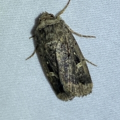 Proteuxoa (genus) (A Noctuid moth) at Jerrabomberra, NSW - 13 Apr 2022 by Steve_Bok