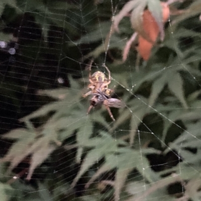 Unidentified Orb-weaving spider (several families) at Theodore, ACT - 12 Apr 2022 by Cardy