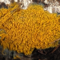 Phlebia subceracea (A crust fungi) at Macquarie, ACT - 11 Mar 2022 by Heino1