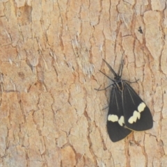 Nyctemera amicus (Senecio Moth, Magpie Moth, Cineraria Moth) at Carwoola, NSW - 20 Mar 2022 by Liam.m