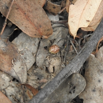 Paropsis marmorea (A leaf beetle) at QPRC LGA - 20 Mar 2022 by Liam.m