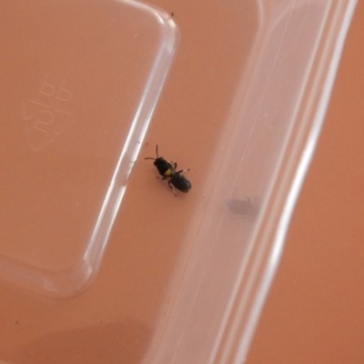 Hylaeus (Hylaeorhiza) nubilosus (A yellow-spotted masked bee) at QPRC LGA - 22 Mar 2022 by Liam.m