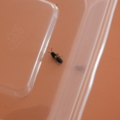 Hylaeus (Hylaeorhiza) nubilosus (A yellow-spotted masked bee) at Carwoola, NSW - 22 Mar 2022 by Liam.m