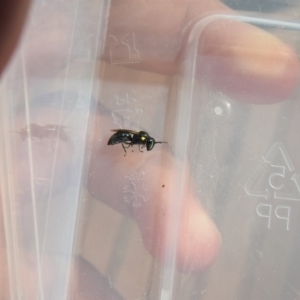 Hylaeus (Hylaeorhiza) nubilosus at Carwoola, NSW - 22 Mar 2022