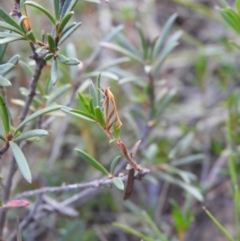 Thudaca mimodora (A Gelechioid moth) at QPRC LGA - 22 Mar 2022 by Liam.m