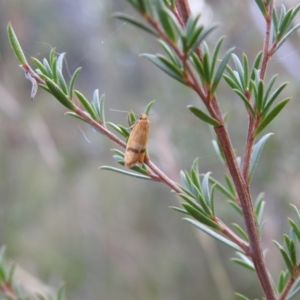 Plectobela undescribed species at Carwoola, NSW - suppressed